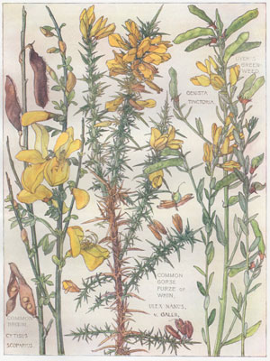Common Broom, Dyer's Green Weed, Common Gorse Purze or Whin